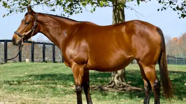 Yegua que costó más de $500.000 como yearling llega a Venezuela Yegua que costó más de $500.000 como yearling llega a Venezuela