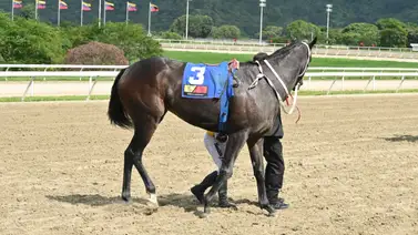 Fast Sensations se acerca a la campeona Gelinotte en este apartado Fast Sensations se acerca a la campeona Gelinotte en este apartado