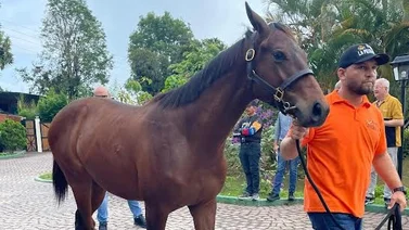 Haras La Primavera bota la casa por la ventana en su presentación de yearlings 2024