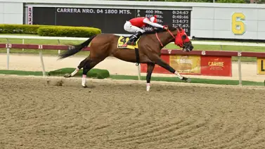 Conoce cuánto tiempo tenía un caballo argentino sin ganar una prueba clásica en La Rinconada Conoce cuánto tiempo tenía un caballo argentino sin ganar una prueba clásica en La Rinconada