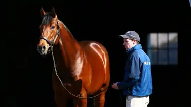 Conoce el costo del semental de la potra importada que debuta en La Rinconada Conoce el costo del semental de la potra importada que debuta en La Rinconada