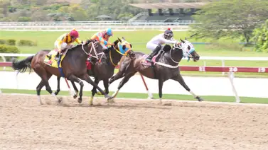 Mira la yegua que tiene mucho chance de ganar y siempre anda de dato reaparece después de 161 días sin correr Mira la yegua que tiene mucho chance de ganar y siempre anda de dato reaparece después de 161 días sin correr