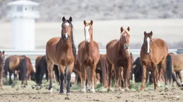 ¡Milagro! Rescatan yegua que quedó tapiada en el estado Táchira (+Video) ¡Milagro! Rescatan yegua que quedó tapiada en el estado Táchira (+Video)