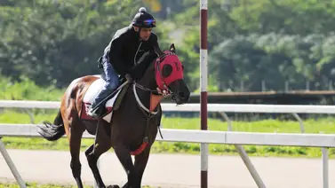 Johan Aranguren quiere visitar el paddock de ganadores con estos ejemplares en la R45 Johan Aranguren quiere visitar el paddock de ganadores con estos ejemplares en la R45