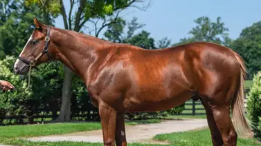 Conoce el Stud con el cual correrá el hijo de Gun Runner en La Rinconada Conoce el Stud con el cual correrá el hijo de Gun Runner en La Rinconada