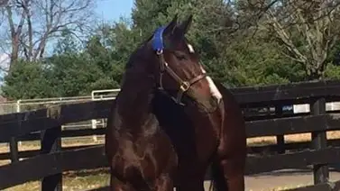 Debuta la hija de Tapit en la campeona Songbird esta semana con Irad Ortiz Jr. Debuta la hija de Tapit en la campeona Songbird esta semana con Irad Ortiz Jr.