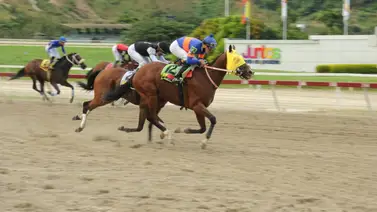 Ejemplar en La Rinconada Ejemplar en La Rinconada