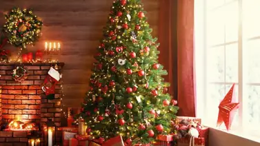 EEUU | ¿Cómo obtener un árbol de navidad gratis? (+Detalles) EEUU | ¿Cómo obtener un árbol de navidad gratis? (+Detalles)