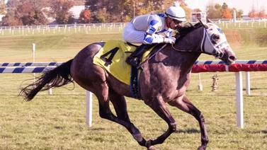 Mychel Sánchez va por siete Stakes en lo que queda de noviembre
