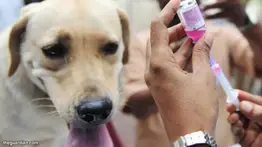 Alerta de falsificación de productos para mascotas en Venezuela