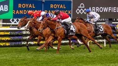 Muere potro invicto y ganador Stakes de grado en Australia en un accidente Muere potro invicto y ganador Stakes de grado en Australia en un accidente