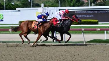 Mosca con este ejemplar que ajustó super cómodo y de ganar abonaría dividendo sorpresivo en la de abrir las acciones Mosca con este ejemplar que ajustó super cómodo y de ganar abonaría dividendo sorpresivo en la de abrir las acciones