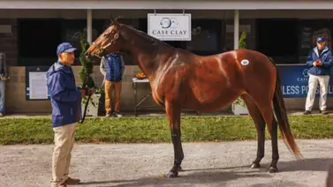Puca: Empresa británica paga 5 millones de dólares por la actual Yegua Madre del Año Puca: Empresa británica paga 5 millones de dólares por la actual Yegua Madre del Año