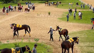 Esta yegua presentada por Juan Carlos Pérez Pérez queda retirada de una de las válidas para el 5y6 valenciano Esta yegua presentada por Juan Carlos Pérez Pérez queda retirada de una de las válidas para el 5y6 valenciano