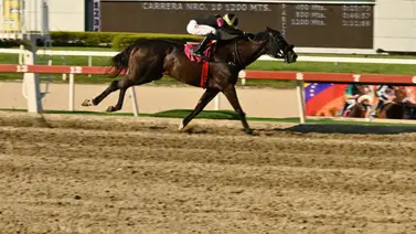 Atención: Así ajustó la línea de Gaceta Hípica que buscará la victoria en la carrera de los acumulados del 5y6 dominical Atención: Así ajustó la línea de Gaceta Hípica que buscará la victoria en la carrera de los acumulados del 5y6 dominical