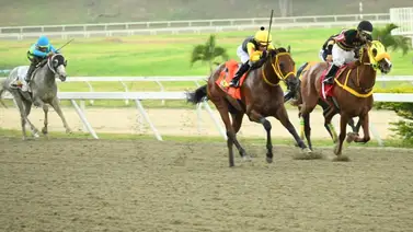 El favorito de los pasillos: Ejemplar que buscará transformar el rumor en victoria en La Rinconada gracias a su ajuste El favorito de los pasillos: Ejemplar que buscará transformar el rumor en victoria en La Rinconada gracias a su ajuste