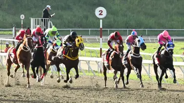 Si no te gusta Carora’s Dream o Larastone aquí hay una yegua que puede generar un buen dividendo Si no te gusta Carora’s Dream o Larastone aquí hay una yegua que puede generar un buen dividendo