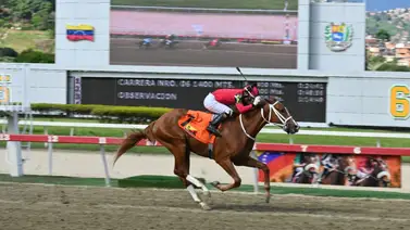 La cita de Bunker: El caballo que tiene la misión de ganar el Clásico Antonio José de Sucre (GI) en La Rinconada La cita de Bunker: El caballo que tiene la misión de ganar el Clásico Antonio José de Sucre (GI) en La Rinconada