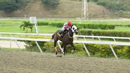 Clásico “Ciudad de Caracas” (GI): La importada Star of God pone a prueba su potencial estelar en La Rinconada 