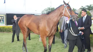 La doble coronada presenta a su hija: Gran debut abre la jornada hípica en La Rinconada La doble coronada presenta a su hija: Gran debut abre la jornada hípica en La Rinconada