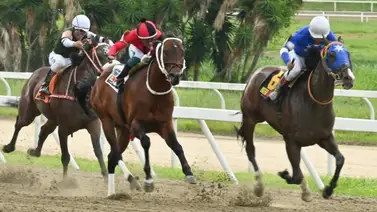 84 días de espera: Este ejemplar está de regreso para competir en una de las selectivas de la R44 84 días de espera: Este ejemplar está de regreso para competir en una de las selectivas de la R44