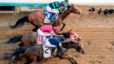 Conoce el precio de servicio de Sierra Leone, Fierceness y Citizen Bull para el 2026 en el Ashford Stud Conoce el precio de servicio de Sierra Leone, Fierceness y Citizen Bull para el 2026 en el Ashford Stud