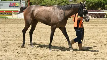Queda con cinco: Conoce la nómina final del Nuestra Señora de La Chiquinquirá en La Rinconada Queda con cinco: Conoce la nómina final del Nuestra Señora de La Chiquinquirá en La Rinconada