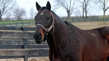 Ejemplar que destronó a Silver Charm en el Belmont Stakes G1 murió a los 31 años Ejemplar que destronó a Silver Charm en el Belmont Stakes G1 murió a los 31 años