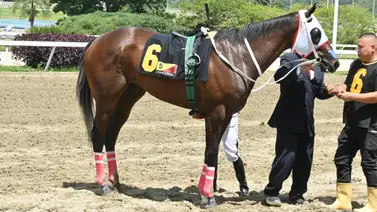 La confesión del jinete: Revelan a los comisarios la posible causa de la derrota de Star Of God (USA) La confesión del jinete: Revelan a los comisarios la posible causa de la derrota de Star Of God (USA)