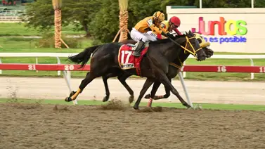 Desafío selectivo: El importado Gran Yaco tiene su gran chance de coronarse este domingo en La Rinconada Desafío selectivo: El importado Gran Yaco tiene su gran chance de coronarse este domingo en La Rinconada