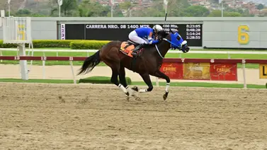 Regreso a toda velocidad: El ejemplar de corta distancia vuelve a La Rinconada Regreso a toda velocidad: El ejemplar de corta distancia vuelve a La Rinconada