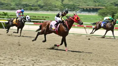 En la carrera de los acumulados hay un ejemplar que así como ajustó puede sorprender a más de uno el 5y6 En la carrera de los acumulados hay un ejemplar que así como ajustó puede sorprender a más de uno el 5y6