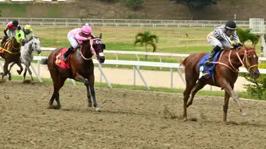 Ojo al sellar: El ajuste de este caballo importado lo deja preparado para buscar victoria en el 5y6 de La Rinconada Ojo al sellar: El ajuste de este caballo importado lo deja preparado para buscar victoria en el 5y6 de La Rinconada
