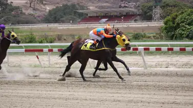Medio hermano del ejemplar que fue la mejor atropellada del 2012 se estrena en La Rinconada Medio hermano del ejemplar que fue la mejor atropellada del 2012 se estrena en La Rinconada
