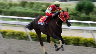 El linaje de un campeón: Una hija de Tap Daddy se estrena en La Rinconada El linaje de un campeón: Una hija de Tap Daddy se estrena en La Rinconada