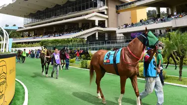Una de las yeguas que más gustaba en el 5y6 nacional fue retirada de última hora en La Rinconada Una de las yeguas que más gustaba en el 5y6 nacional fue retirada de última hora en La Rinconada