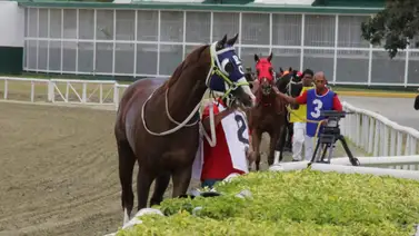 El ajuste en la recta de enfrente de este potro será determinante para conseguir la primera victoria en La Rinconada El ajuste en la recta de enfrente de este potro será determinante para conseguir la primera victoria en La Rinconada