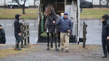 ¡Impacto global! El mítico triple coronado estadounidense llega a Japón para dejar su legado como semental en 2026 ¡Impacto global! El mítico triple coronado estadounidense llega a Japón para dejar su legado como semental en 2026