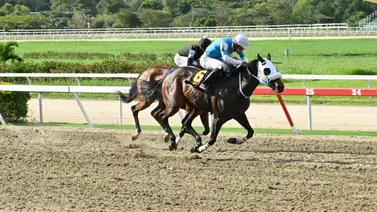 ¡El Gran Datazo! El ejemplar que debes sumar al cuadro para superar a Cheeca Blue y Renacer ¡El Gran Datazo! El ejemplar que debes sumar al cuadro para superar a Cheeca Blue y Renacer