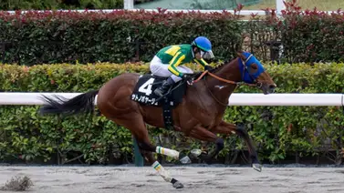 Cattleya Stakes conquistado: El japonés Santono Voyage se apodera de 10 puntos y traza su camino para el Kentucky Derby Cattleya Stakes conquistado: El japonés Santono Voyage se apodera de 10 puntos y traza su camino para el Kentucky Derby