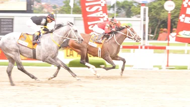 Serie Hípica 2023: Estos son los caballos que buscarán evitar que Templario no repita en la Copa Invitacional del Caribe