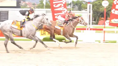 Serie Hípica 2023: Estos son los caballos que buscarán evitar que Templario no repita en la Copa Invitacional del Caribe Serie Hípica 2023: Estos son los caballos que buscarán evitar que Templario no repita en la Copa Invitacional del Caribe