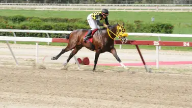 Serie Hípica 2023: Este será el jockey de Bombazo en la Copa Velocidad del Caribe Serie Hípica 2023: Este será el jockey de Bombazo en la Copa Velocidad del Caribe
