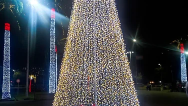 Conoce la diversidad de precios en árboles de Navidad en Venezuela: Artificiales y naturales