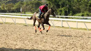 Mira lo que dijo Maykor Ibarra de la yegua Queen Mother sobre la carrera del sábado Mira lo que dijo Maykor Ibarra de la yegua Queen Mother sobre la carrera del sábado