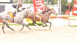 Serie Hípica 2023: Así partirá Templario el domingo en la Copa Invitacional del Caribe