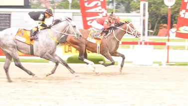 Serie Hípica 2023: Así partirá Templario el domingo en la Copa Invitacional del Caribe