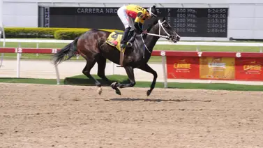 Serie Hípica 2023: Estos son los puestos de salida para la Copa Dama del Caribe Serie Hípica 2023: Estos son los puestos de salida para la Copa Dama del Caribe