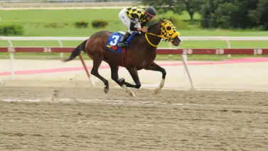 Serie Hípica 2023: Mira el puesto de salida de Bombazo para la Copa de Velocidad del Caribe Serie Hípica 2023: Mira el puesto de salida de Bombazo para la Copa de Velocidad del Caribe