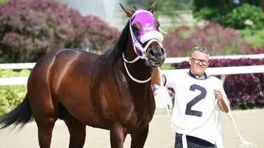 Serie Hípica 2023: Así se cotiza en Panamá el potro venezolano Li Tre Fratelli para el Clásico del Caribe Serie Hípica 2023: Así se cotiza en Panamá el potro venezolano Li Tre Fratelli para el Clásico del Caribe